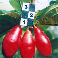 Саджанець Кизил Світлячок